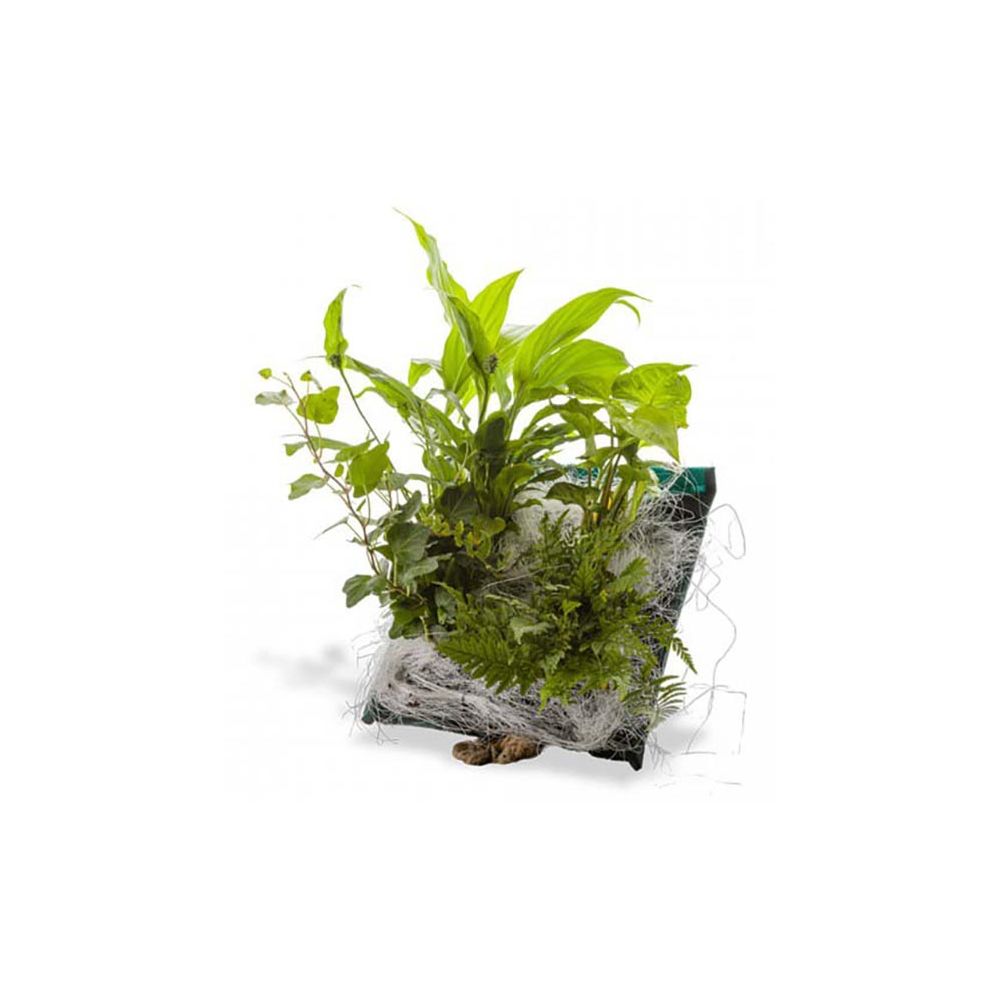 Poche recharge plantes vivantes pour cadre végétal Wallflower 31 x 31