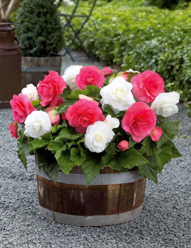 Bégonias doubles rose et blanc en mélange Le sachet de 6 bulbes / Ø 4