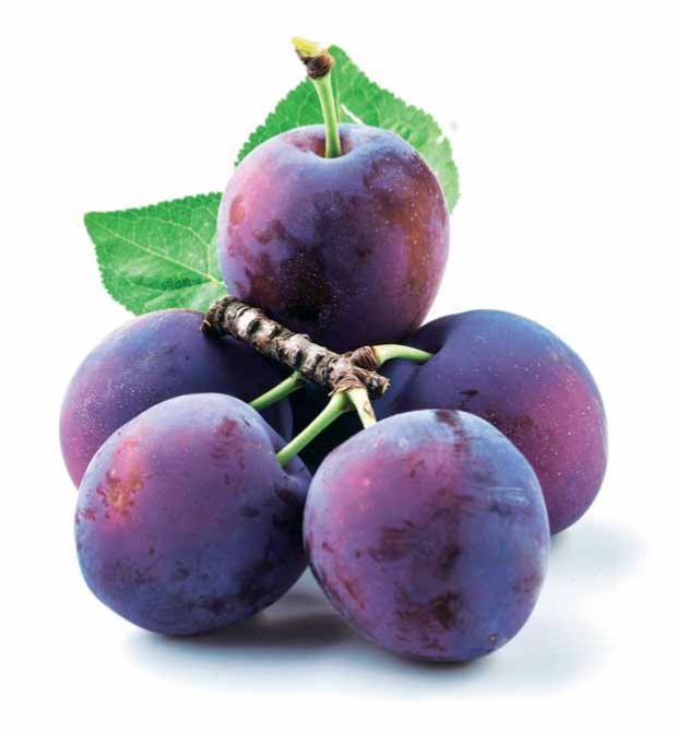 Prune Reine Claude d'Althan La pièce en racine nue / scion Willemse