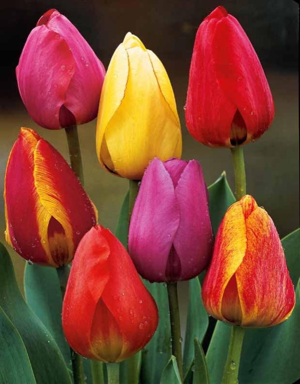 40 Bulbes De Tulipes Darwin Hybride - Mélange De Couleurs, Taille 10/12 - Faciles à Planter Pour Jardin & Balcon