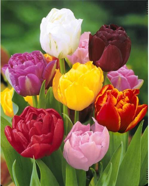 Mélange De 50 Bulbes De Tulipes De Printemps - 15 Variétés, Couleurs Variées, Rustiques, Pour Jardin, Pots Ou Balcon - 5