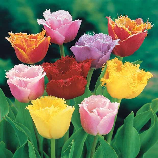 Tulipe  Achat, Vente en ligne - Willemse