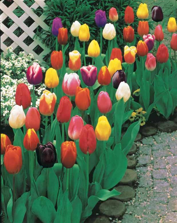 Bulbes De Tulipes Super Collection U2013 50 Bulbes De Fleurs U2013 Mélange De Vivaces U2013 Qualité Néerlandaise U2013 Pour Jardin, Pots Et Balcon (sans Graines, Non Artificiels Tulipes Bulbes