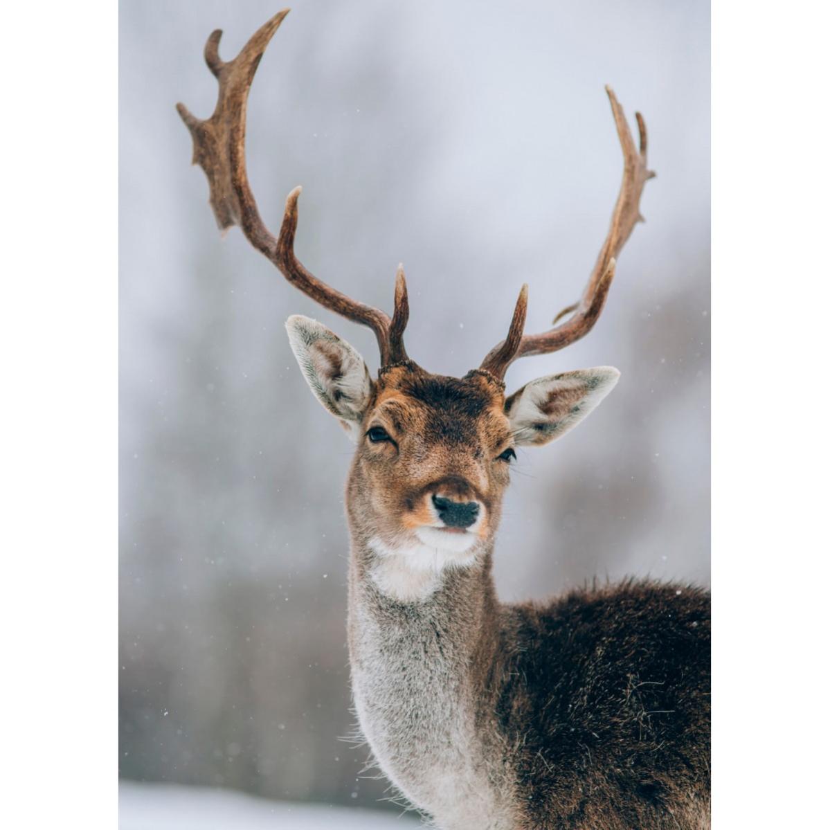 Fond De Cuisine DEQORI Verre Cerf Entre Arbres - Anti-éclaboussures, Plusieurs Tailles