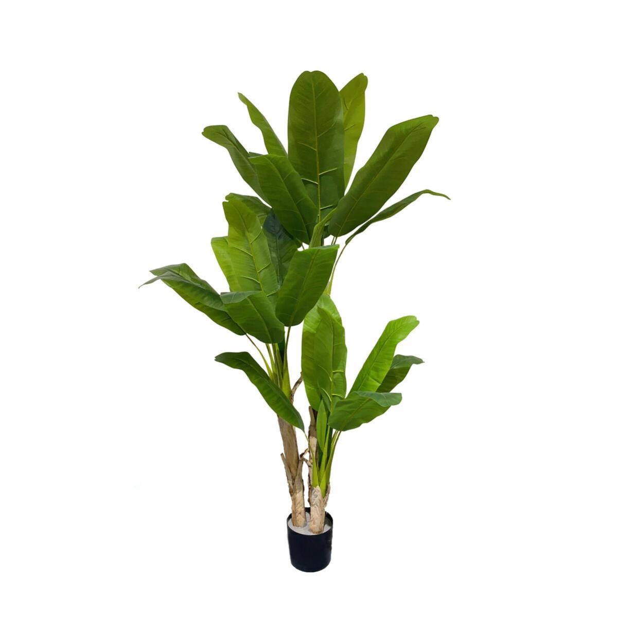 Pianta D'appartamento Livistona (Palma Tropicale) | Altezza 30-40 Cm (vaso 12 Cm Incluso) | Regalo Vivente