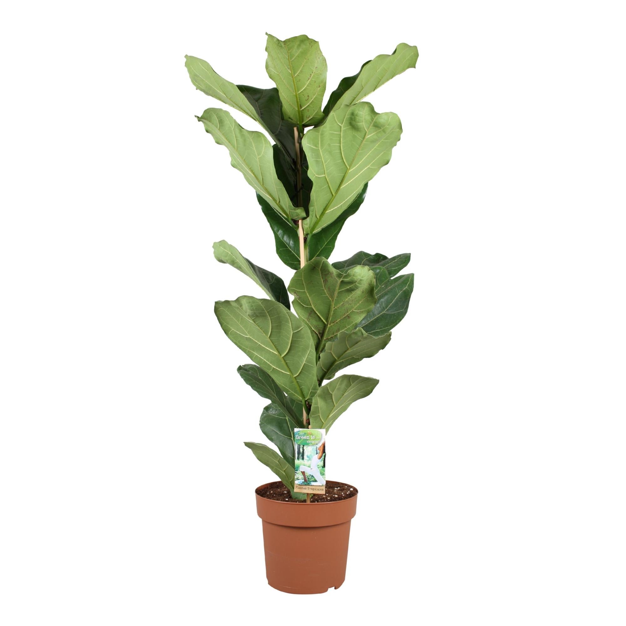 LYERSE Fico Artificiale A Foglia Di Violino 2,1m - Pianta Finta Ficus Lyrata In Vaso, Per Interni/Esterni