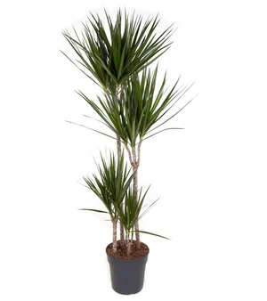 Dracaena Fragrans - 'Hawaiian Sunshine' - 24cm Pot - Altura 130-140cm