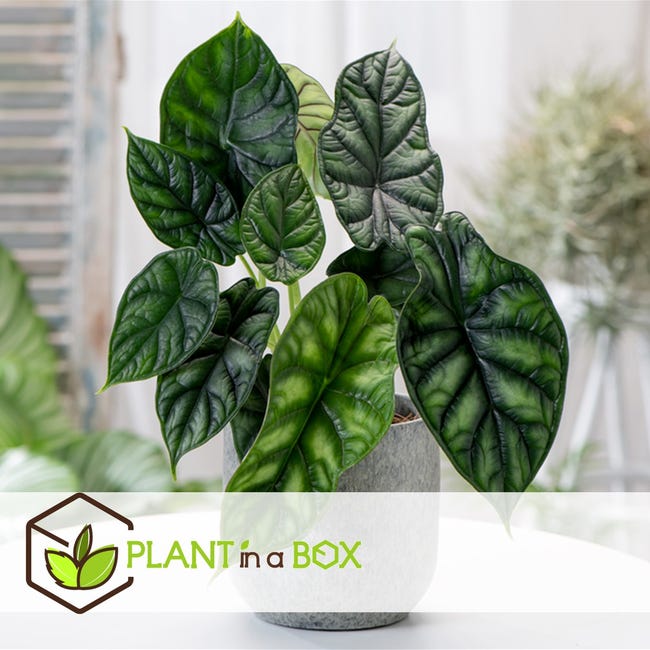 Plant in a Box - Alocasia Dragon Scale - Planta de interior - Maceta 12cm -  Altura 30-40cm | Leroy Merlin