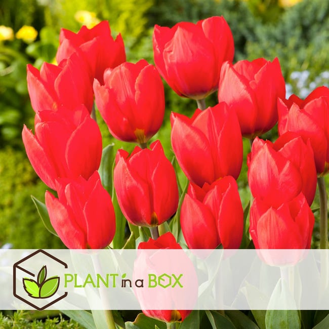 Plant in a Box - Tulipa Triumph Mix - 80x Bulbos de Tulipán - Mezcla de  coloridos bulbos de flor resistentes para el jardín | Leroy Merlin