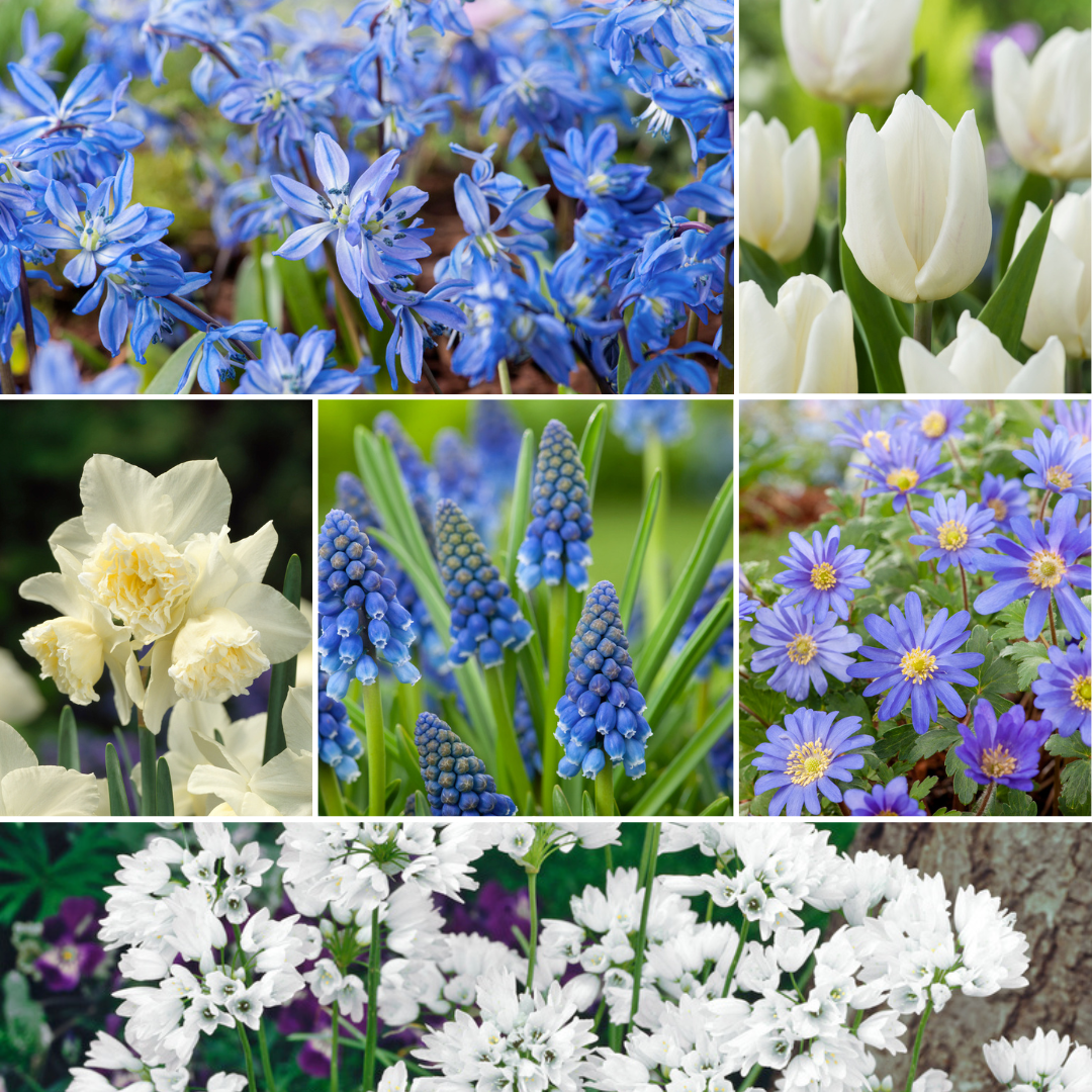 Plant in a Box - Bulb Garden Blue - 125x bulbes à fleurs rustiques -  Mélange de bulbes | Leroy Merlin