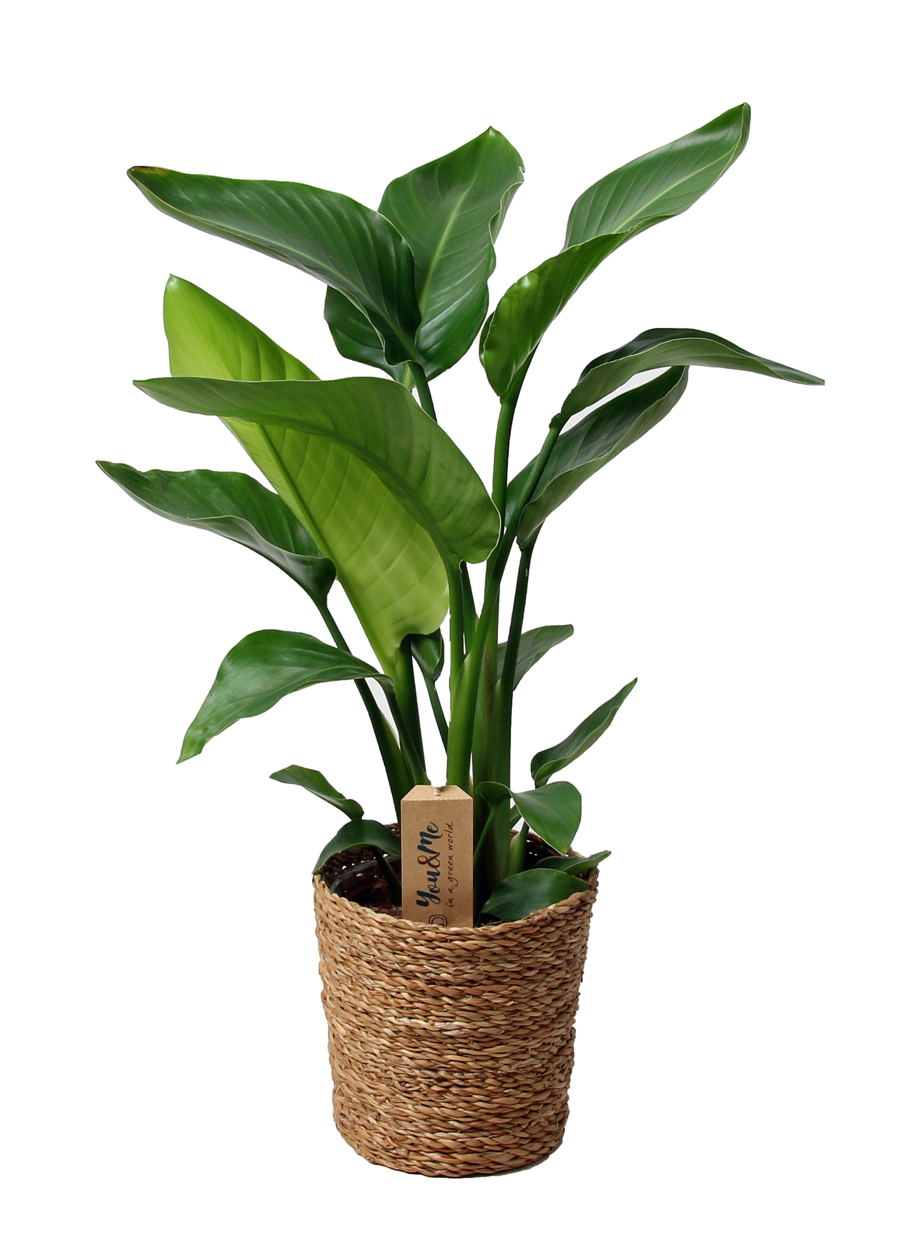 Plant in a Box - Strelitzia Nicolai - Uccello del Paradiso - Vaso 17cm -  Altezza 55-70cm | Leroy Merlin