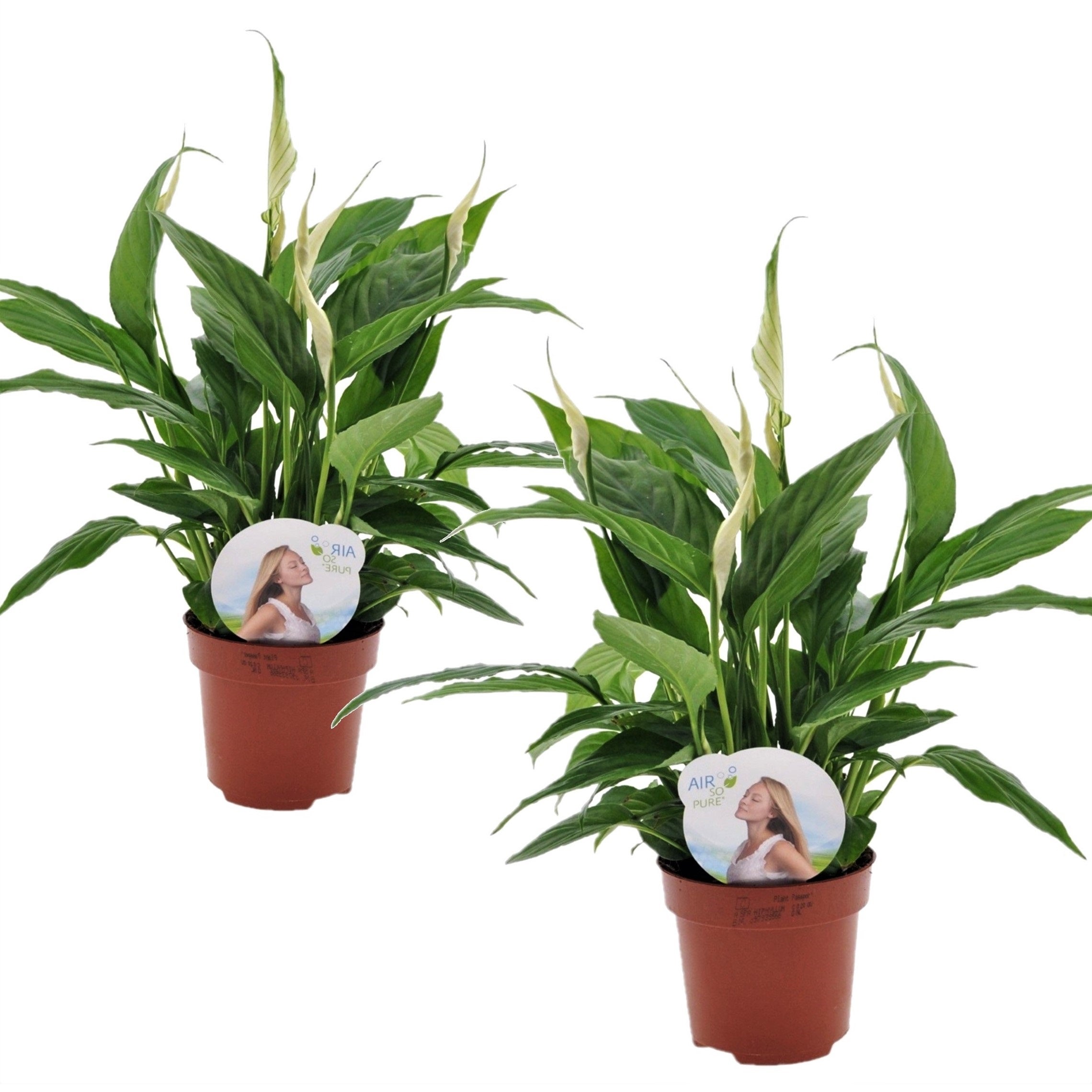 Plant in a Box - Spathiphyllum 'Torelli' - Lirio de la Paz - Set de 2 -  Maceta 12cm - Altura 30-45cm | Leroy Merlin