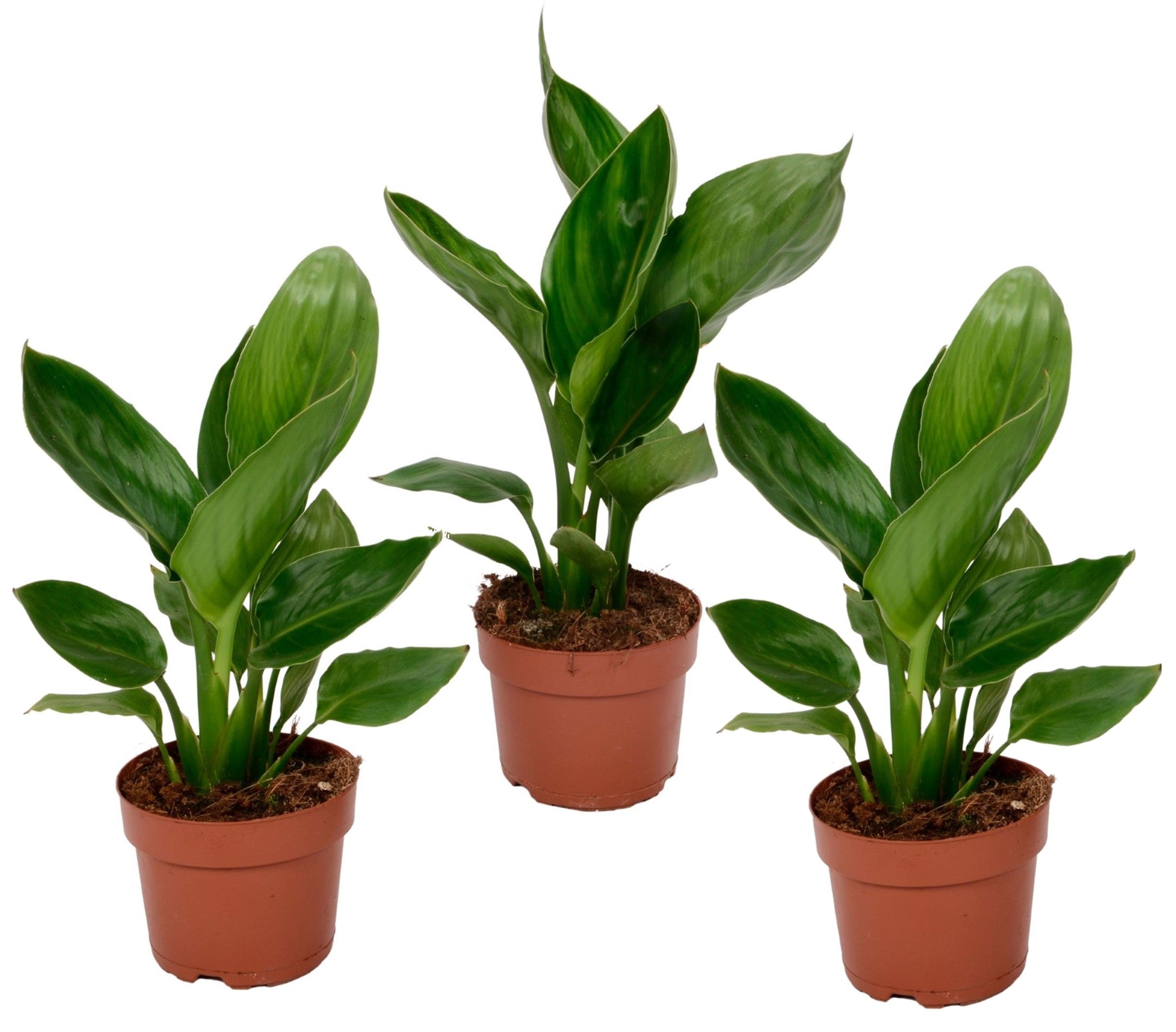 Plant in a Box - Strelitzia Reginae - Juego de 3 - Ave del Paraíso - Maceta  10,5cm - Altura 25-35cm | Leroy Merlin