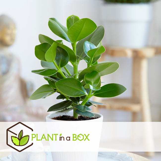 Plant in a Box - Set di 5 piante d'appartamento che purificano l