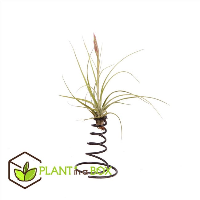 Plant in a Box - Miscela di piante di Tillandsia - Set di 5