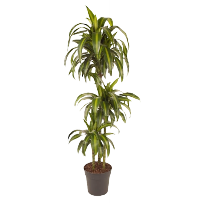 Dracaena Fragrans - 'Hawaiian Sunshine' - 24cm Pot - Altura 130-140cm