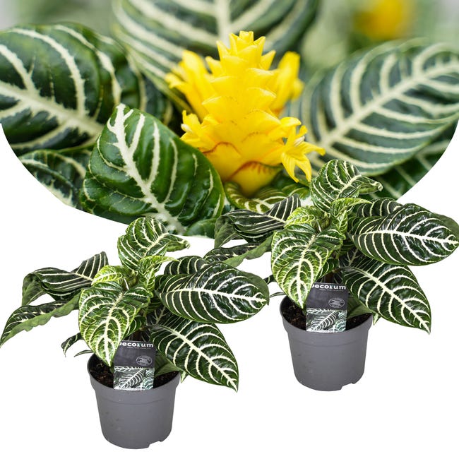 Plant in a Box - Set de 2 plantas de Aphelandra Zebra - Maceta 13cm -  Altura 20-30cm - Planta de interior - Tropical - Estructura de hoja  especial | Leroy Merlin