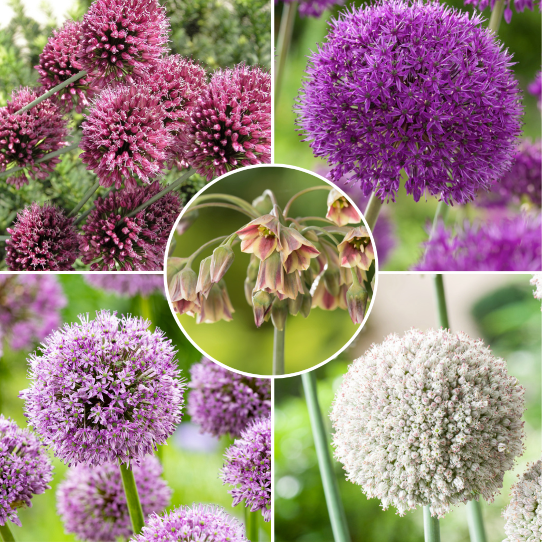 Bulb Garden Allium 80x Bulbes 5 Variétés Oignon Ornemental