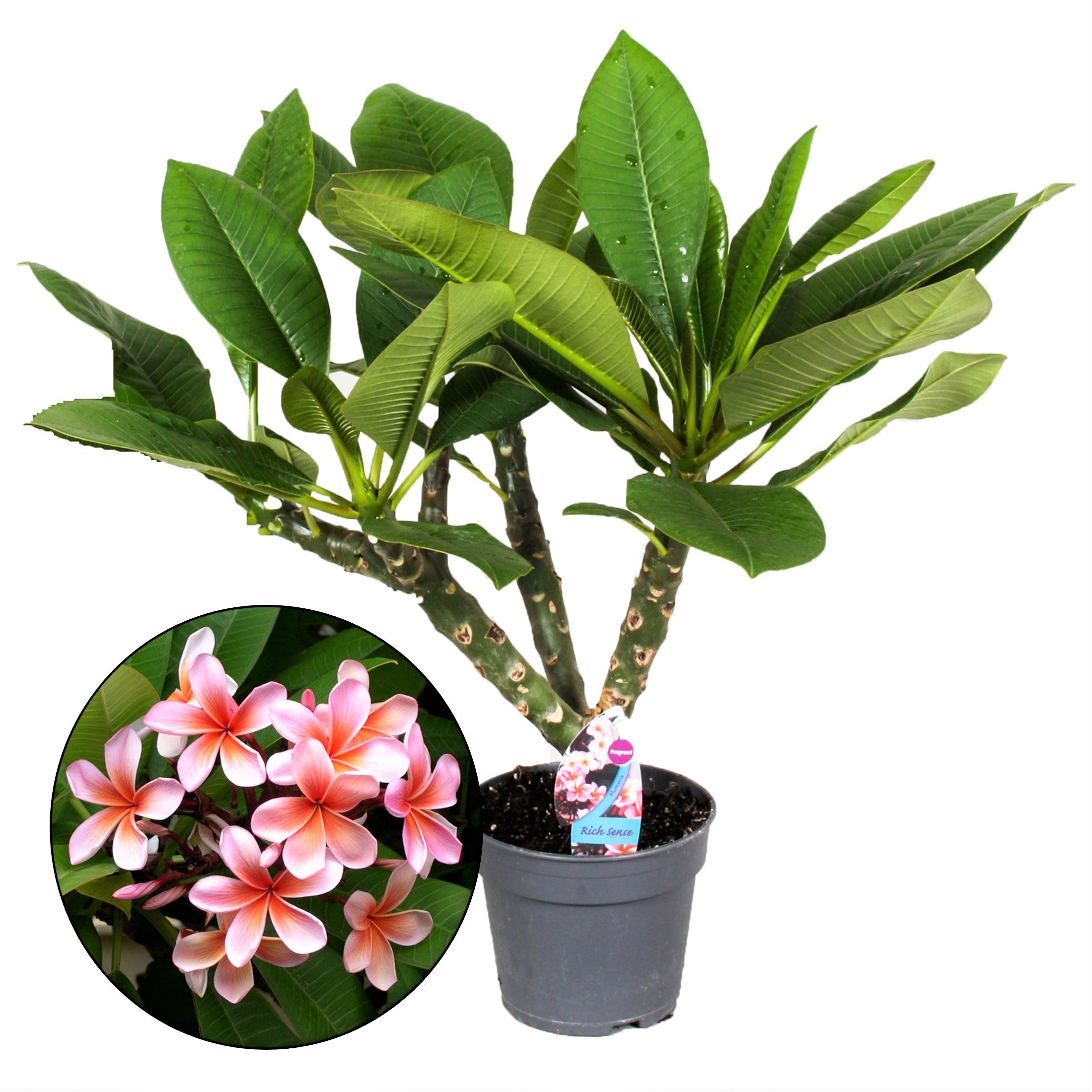 Plant in a Box - Plumeria Frangipani Hawaii - Plante verte interieur  vivante fleur - Frangipanier plante exotiques - Pot 17cm - Hauteur 55-70cm  | Leroy Merlin
