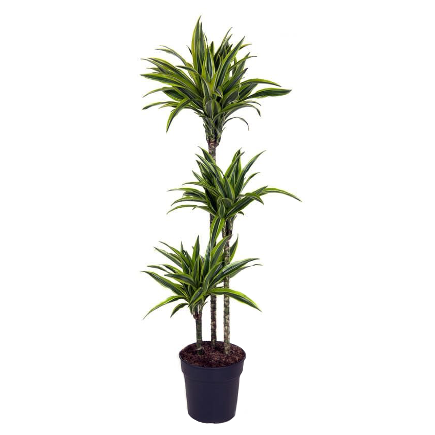 Plante verte d'intérieur Dracaena  Livraison par un fleuriste 7j/7 en 4h -  L'agitateur floral