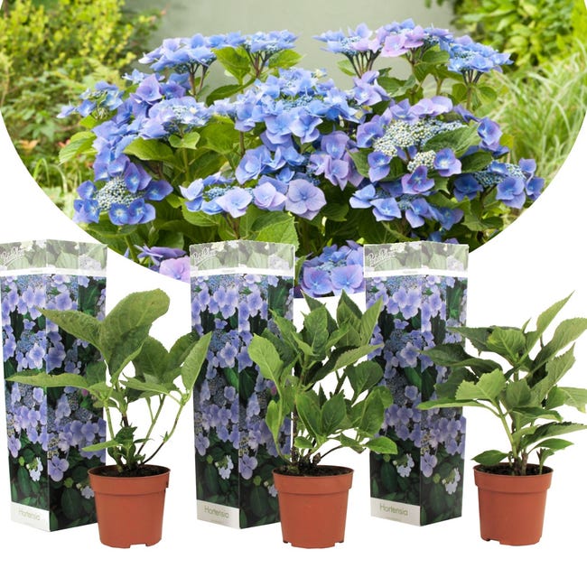 Plant in a Box - Plato de hortensias - Juego de 3 - Azul - Hortensia de  jardín - Maceta 9cm - Altura 25-40cm | Leroy Merlin