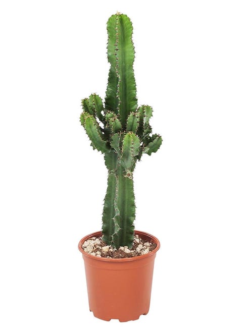 Pianta di cactus artificiale in vaso di cemento fatto a mano con Pianta di cactus artificiale in vaso di cemento fatto a mano con