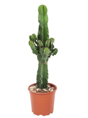Pot de fleurs unique avec visage et yeux fermés - Pot en résine pour  plantes grasses, design de cactus en résine avec trou de drainage