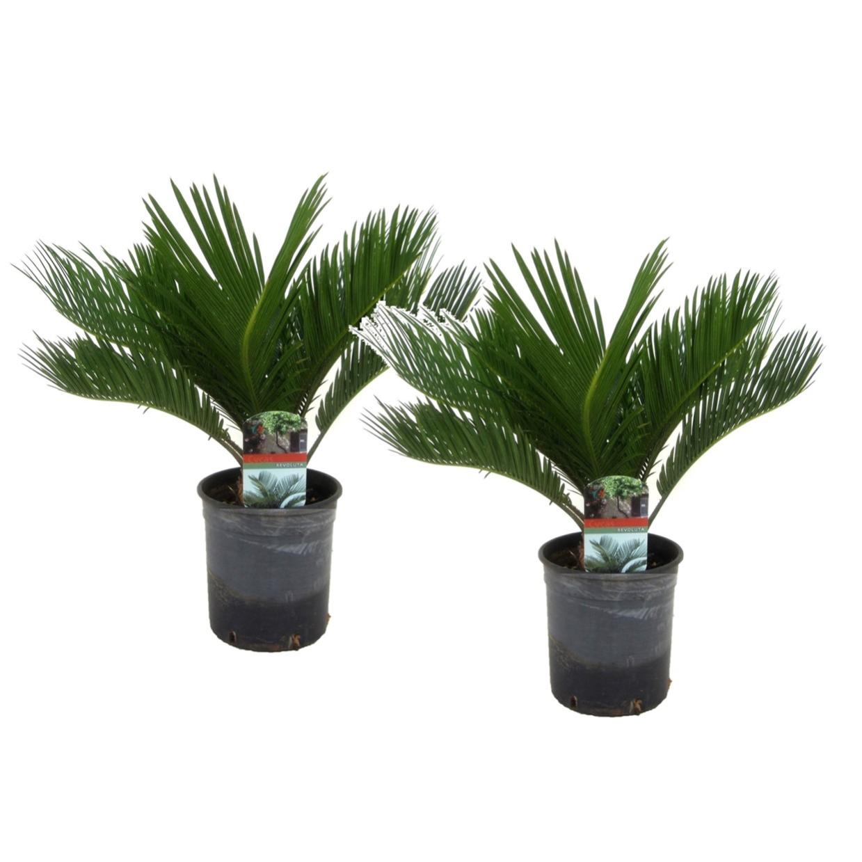 Cycas Revoluta Set de 2 Palmier fougère Pot 15cm Hauteur 45