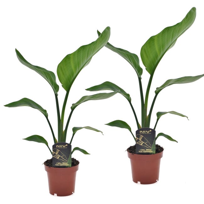 Plant in a Box - Strelitzia Nicolai - Planta de ave del paraíso - Set de 2  - Maceta 12cm - Altura 40-50cm | Leroy Merlin