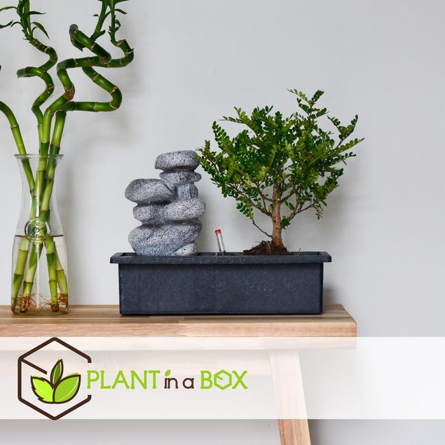 Plant in a Box - Bonsai con sistema idrico di facile manutenzione e cascata  su pietre Zen - Pianta d'appartamento - Altezza 25-35cm