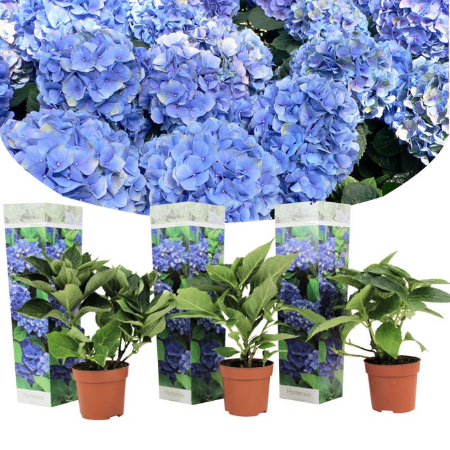 Plant in a Box - Hydrangea macroph. Azul - Set de 3 - Rosa hortensia -  Maceta 9cm - Altura 20-30cm | Leroy Merlin