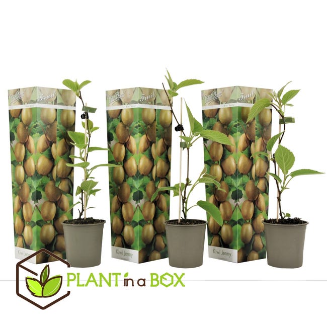 Plant in a Box - Kiwi Actinidia 'Jenny' - Set de 3 - Kiwi arbre fruitier a  planter a jardin exterieur - Pot 9cm - Hauteur 20-40cm