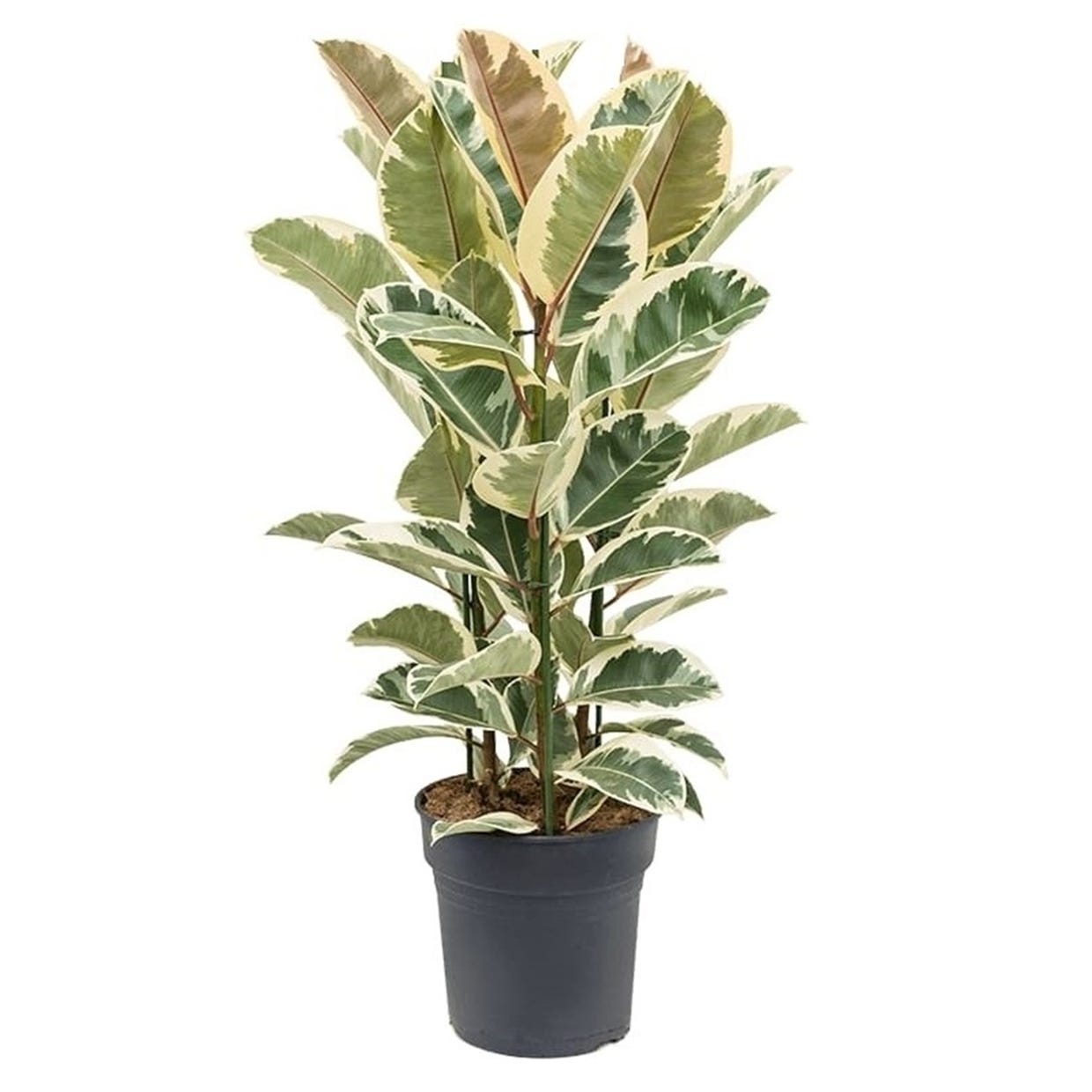 Plant in a Box - Ficus Elastica Tineke - albero della gomma da interno  grande pianta vera - Vaso 24cm - Altezza 75-100cm