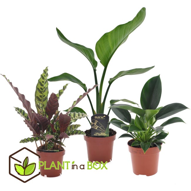 Plant in a Box - Set de 3 plantas de interior tropicales - Maceta 12cm -  Altura 25-40cm - Calathea, Philodendron, Strelitzia | Leroy Merlin