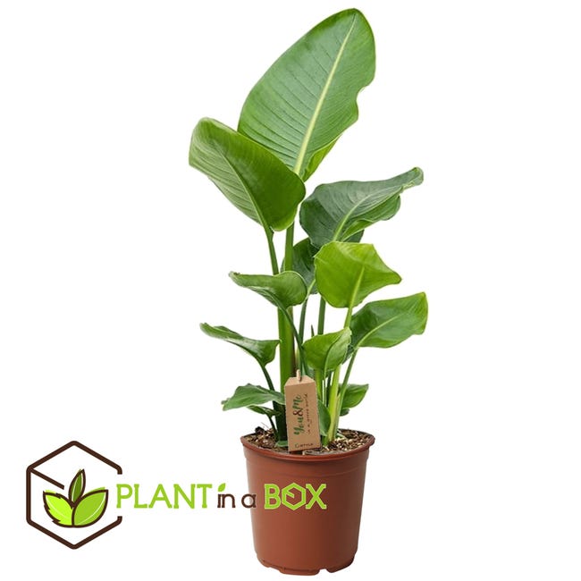 Plant in a Box - Strelitzia Nicolai - Planta de ave del paraíso - Maceta  17cm - Altura 55-70cm | Leroy Merlin