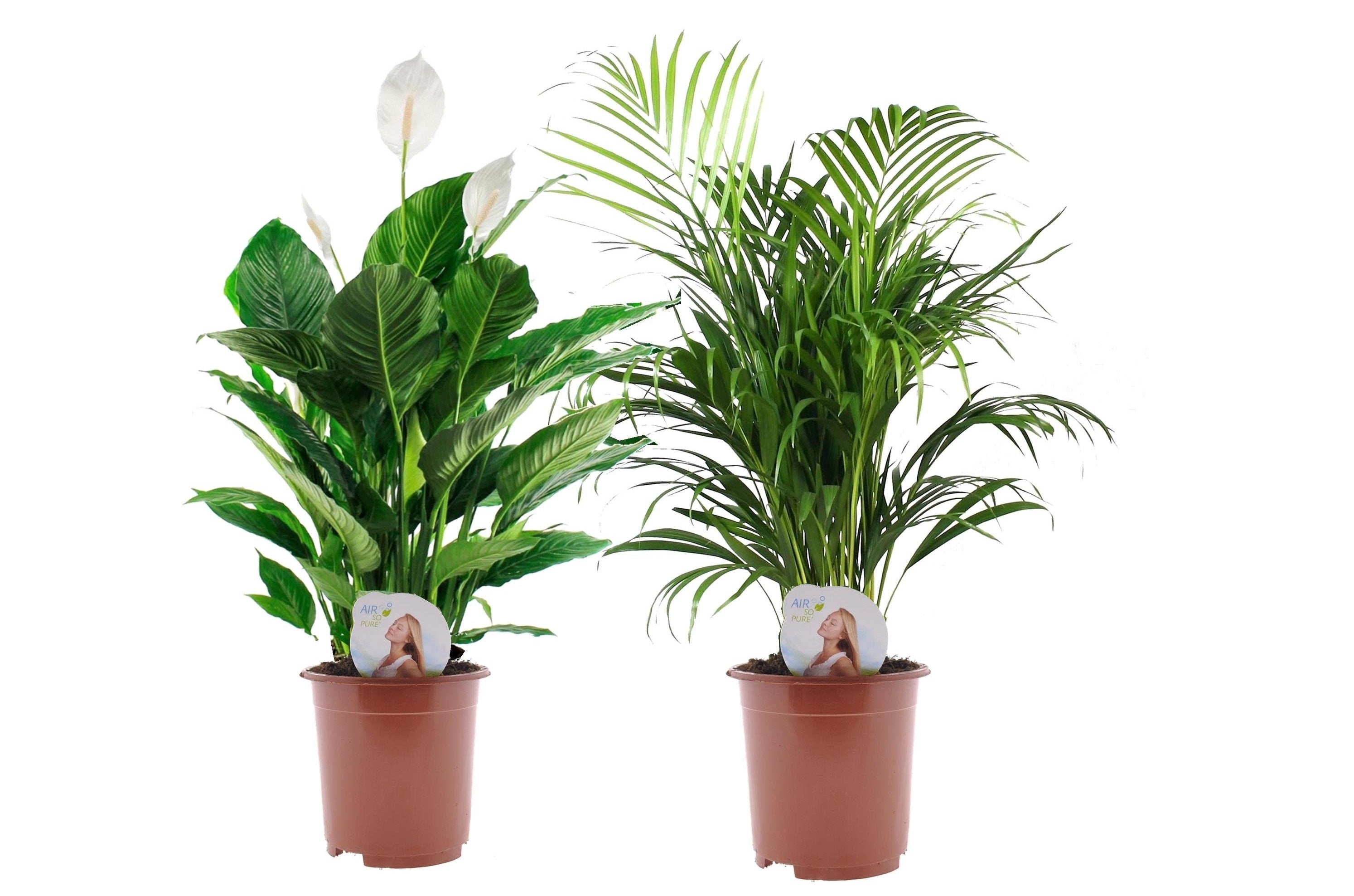 Plante d'intérieur - Spathiphyllum + Pot Blanc - Vente en ligne au meilleur  prix