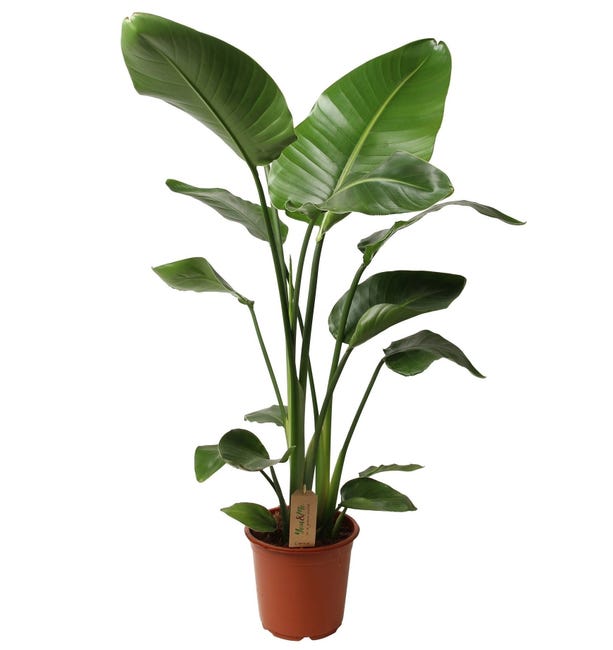 Plant in a Box - Strelitzia Nicolai - Flor de ave del paraíso - Planta de  interior - Maceta 21cm - Altura 90-110cm | Leroy Merlin
