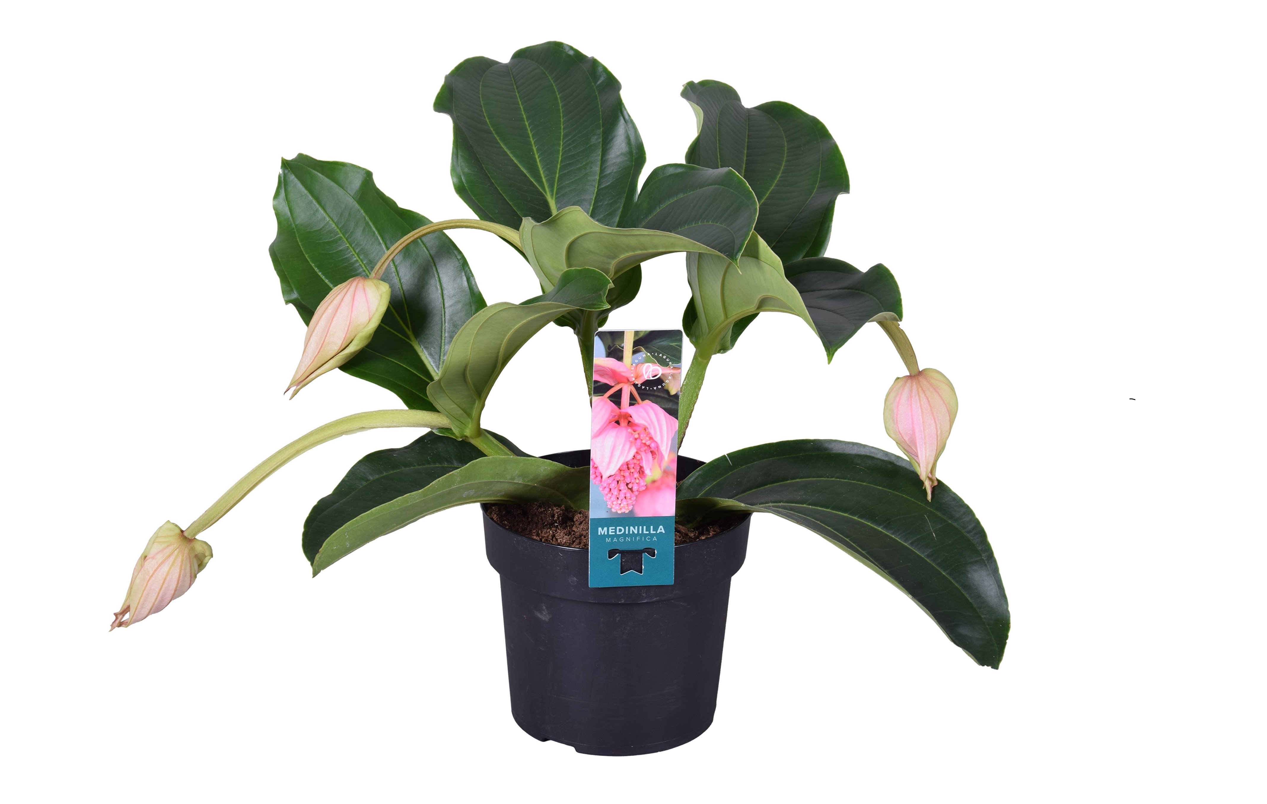 Medinilla magnifica - planta de interior en flor - maceta 17cm - altura 40-50cm