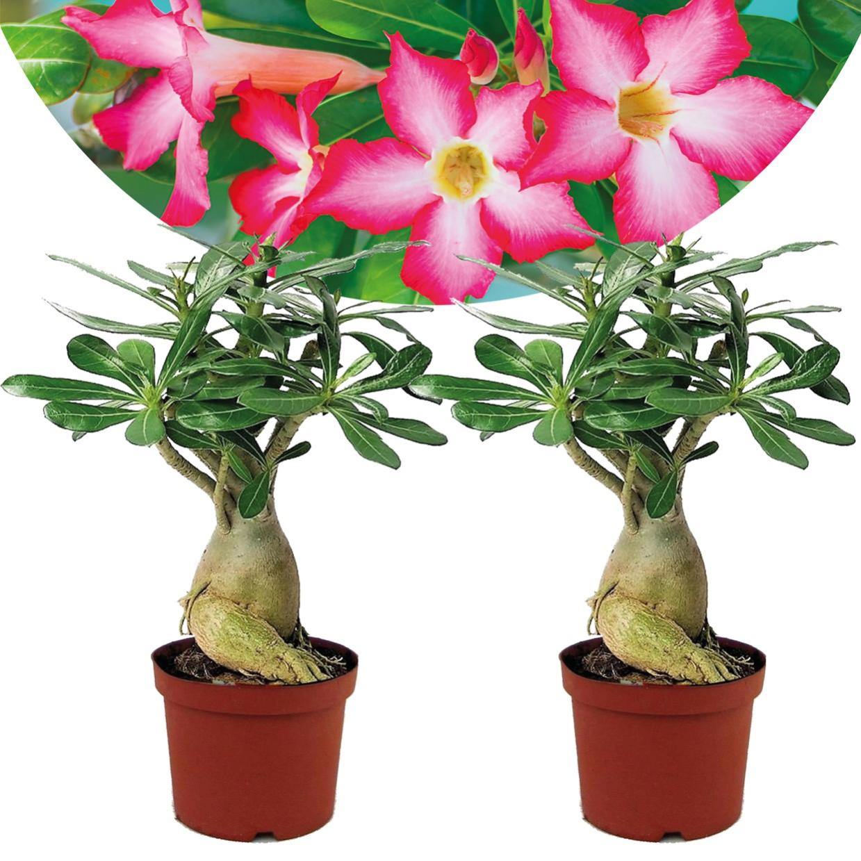Plant in a Box - Adenium Obesum - Set de 2 - Rose du desert - Plantes  exotique - Rosier violet - Pot 10.5cm - 25-40cm | Leroy Merlin