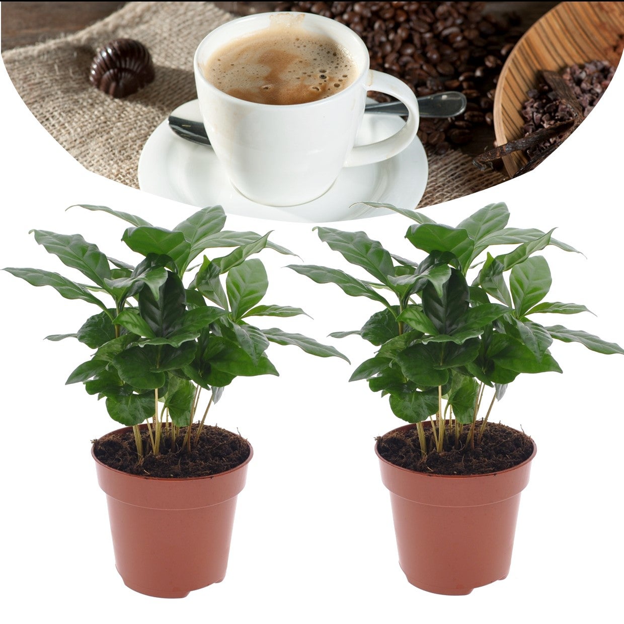 Caffè Verde (Coffea Arabica)