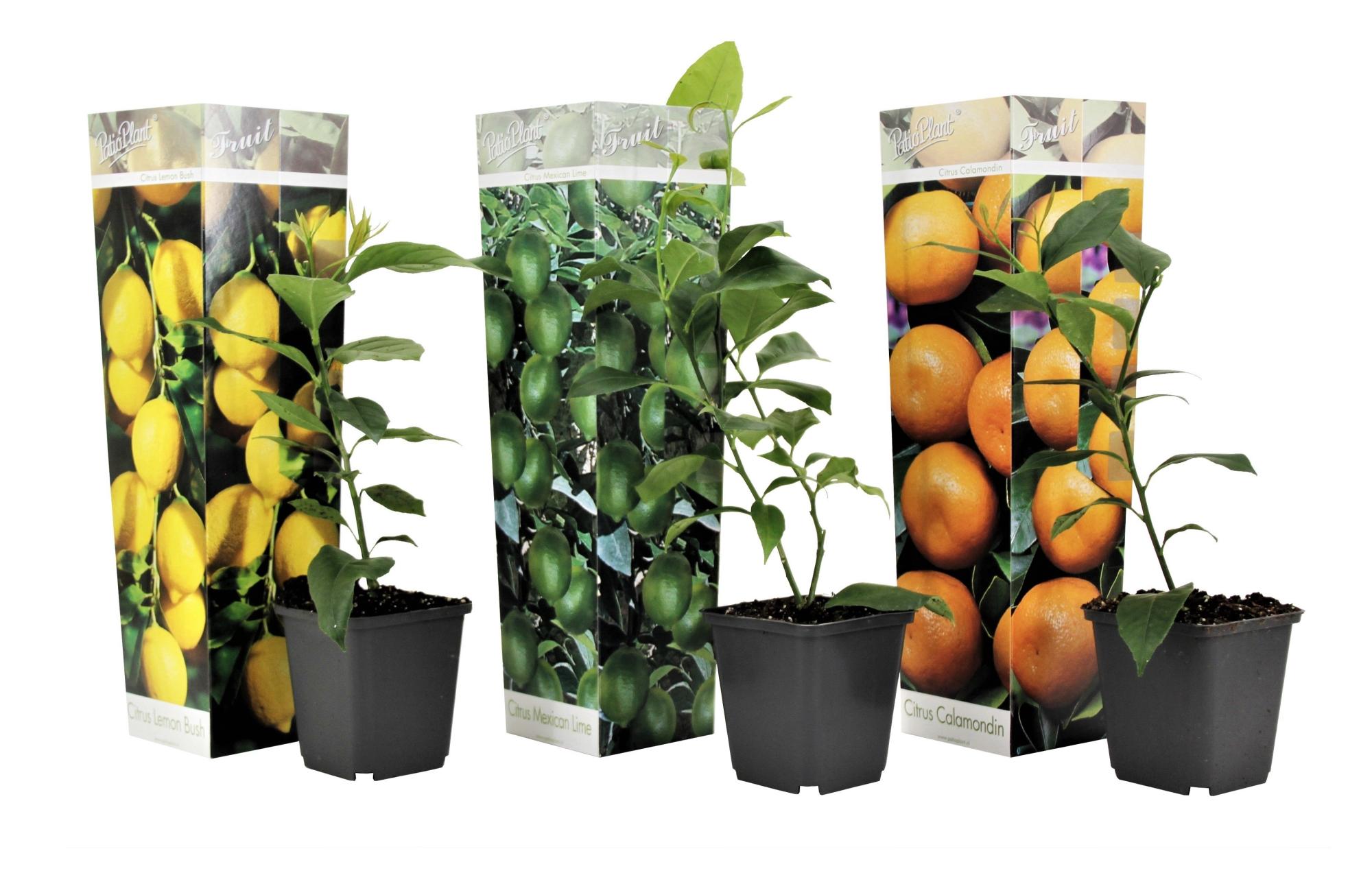 vaso per limone 80 cm