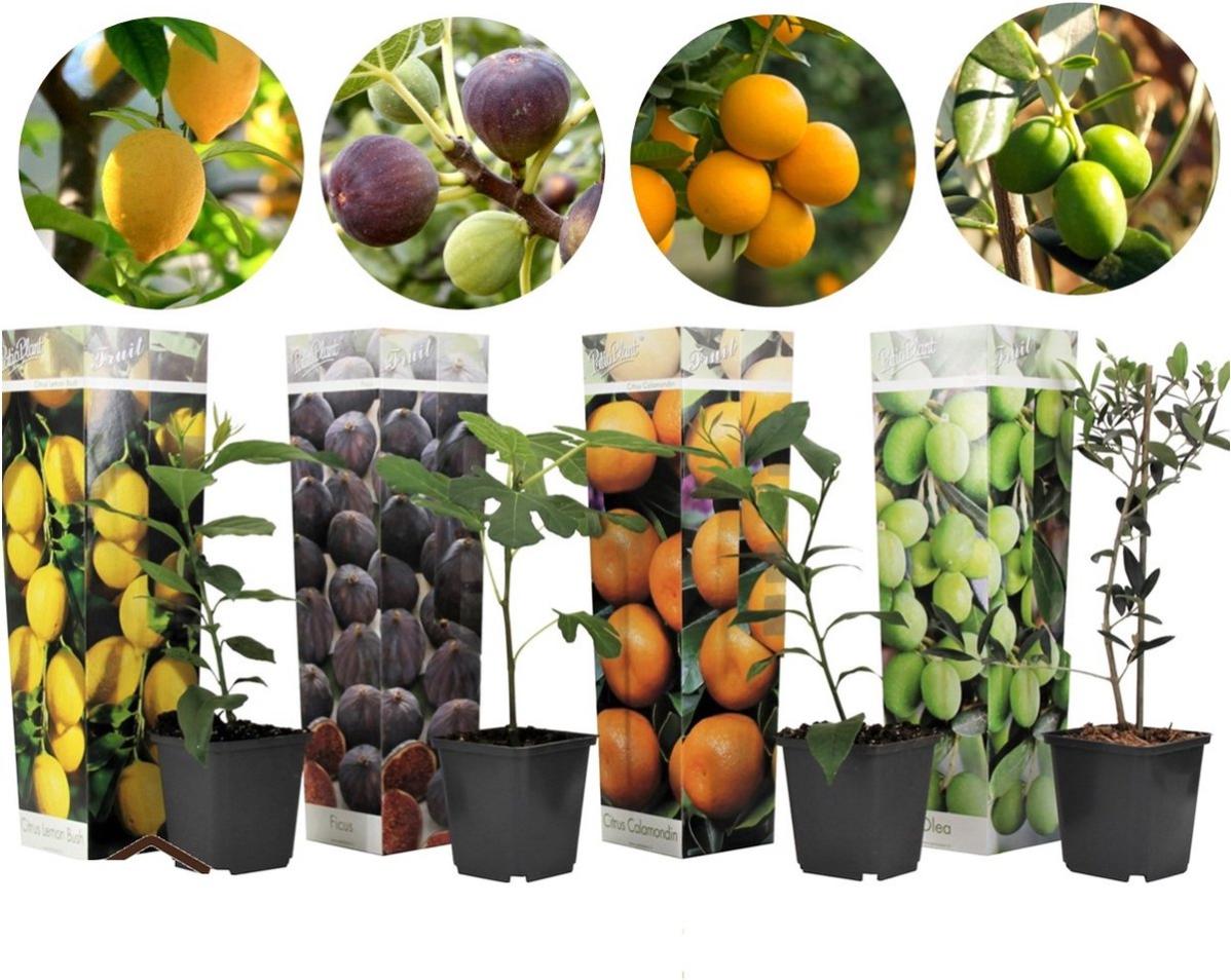 Plant in a Box - Medi Mix - Set de 4 - Árboles frutales mediterráneos -  Maceta 9cm - Altura 25 - 40cm | Leroy Merlin