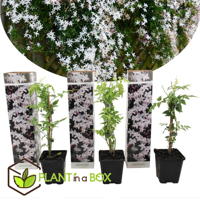 Plant in a Box - Jasminum Officinale - Set de 3 - Jasmijn - Maceta 9cm  -Altura 25-40cm | Leroy Merlin