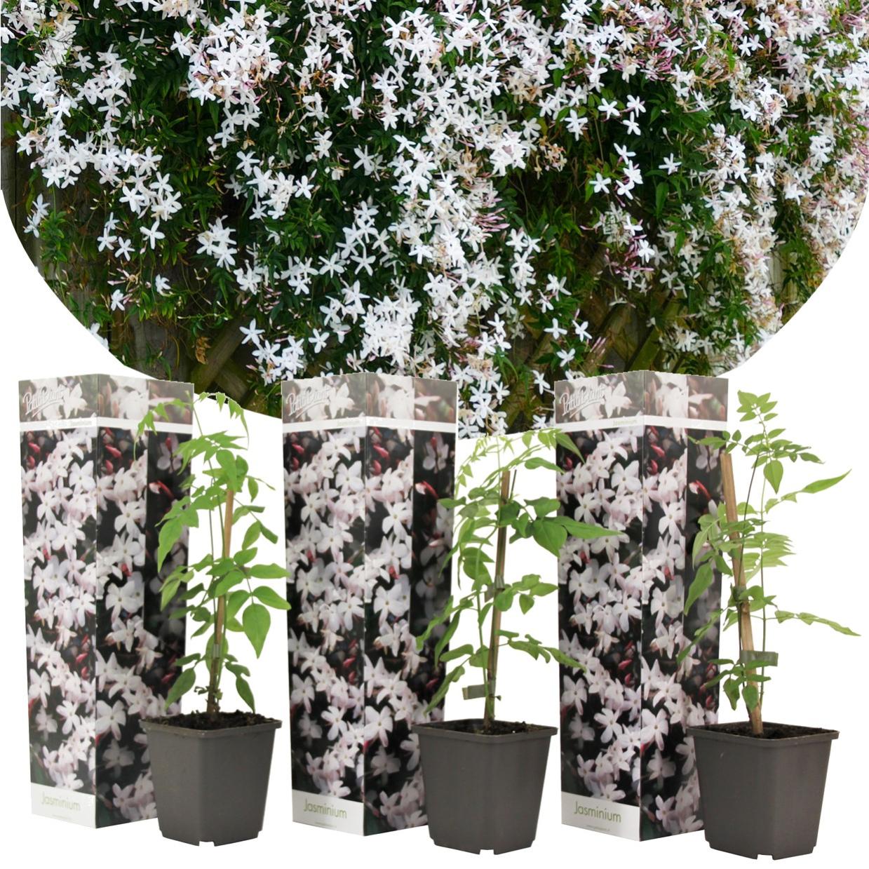 Plant in a Box - Jasminum Officinale - Set de 3 - Jasmijn - Maceta 9cm  -Altura 25-40cm | Leroy Merlin