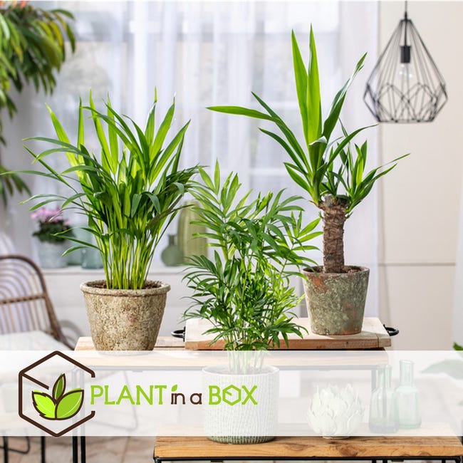 Plant in a Box - Set di 3 mini palme per interni - Vaso 12cm - Altezza  25-40cm - Piante da interno - Palma - Yucca - Areca - Chamaedorea