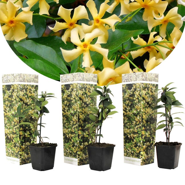 Plant in a Box - Jasmine Yellow - Set de 3 - Jazmín - Maceta 9cm - Altura  25-40cm | Leroy Merlin