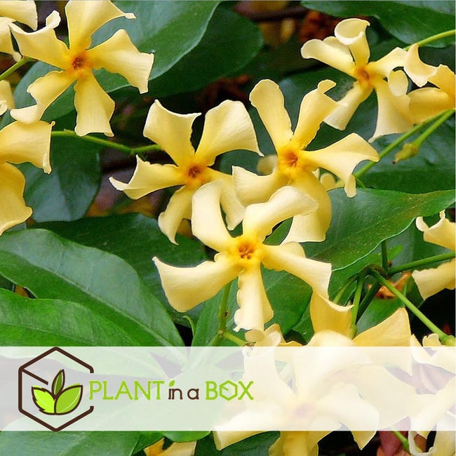 Plant in a Box - Jasmine Yellow - Set de 3 - Jazmín - Maceta 9cm - Altura  25-40cm | Leroy Merlin