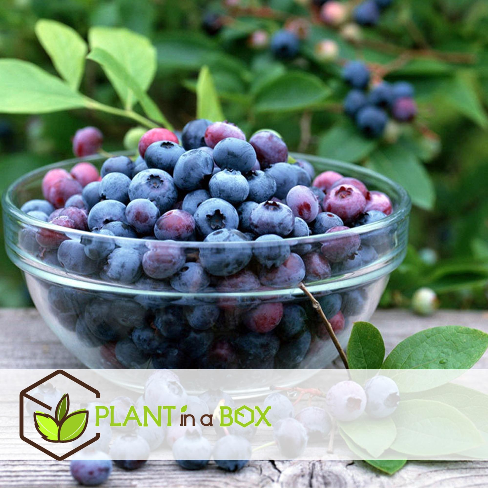 3 Plants De Myrtillier Bluegold (Vaccinium Corymbosum) – Rustiques, En Pot De 9 Cm, Baies Sucrées