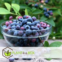 3 Plants De Myrtillier Bluegold (Vaccinium Corymbosum) – Rustiques, En Pot De 9 Cm, Baies Sucrées
