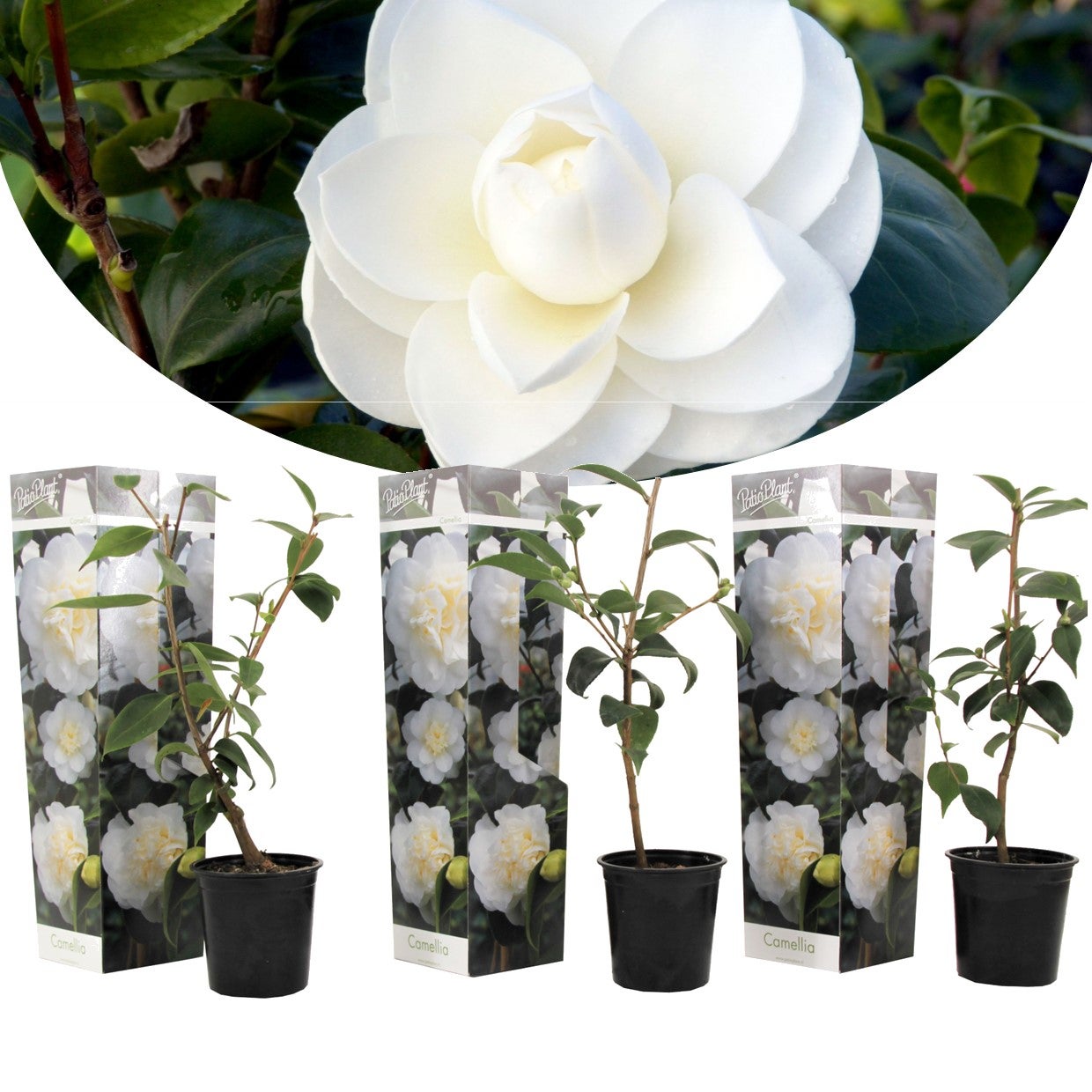 Plant in a Box - Camellia Japonica blanc - Set de 3 - Roses japonaises -  Pot 9cm